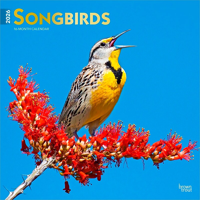 2026 BrownTrout Songbirds 12" x 12" Monthly Wall Calendar (9798330705634) image 1