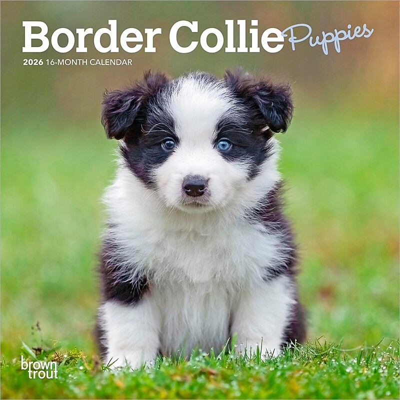 2026 BrownTrout Border Collie Puppies 7" x 7" Monthly Wall Calendar (9798330702534) image 1