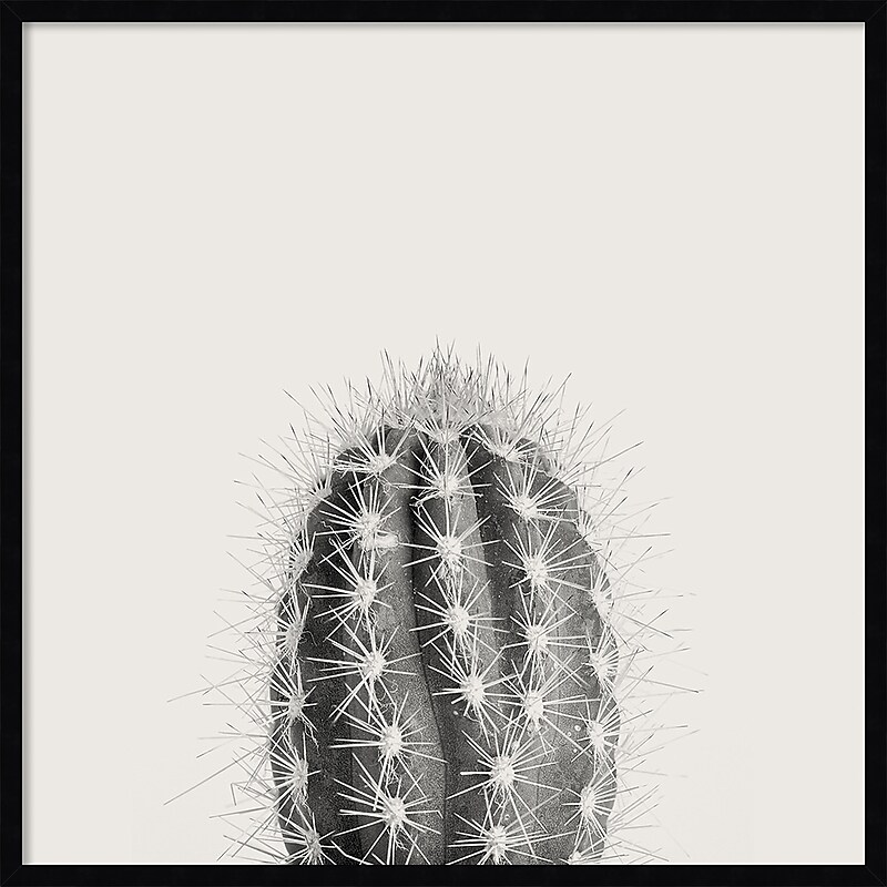 Amanti Art Haze Cactus Succulent Tall by The Creative Bunch Studio Wood Framed Wall Art Print, 33" x 33" (A42675345771) image 1