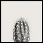Amanti Art Haze Cactus Succulent Tall by The Creative Bunch Studio Wood Framed Wall Art Print, 33" x 33" (A42675345771)~#|#~68C125A2-F339-4317-A49D0D8D5463EBEB_sc7