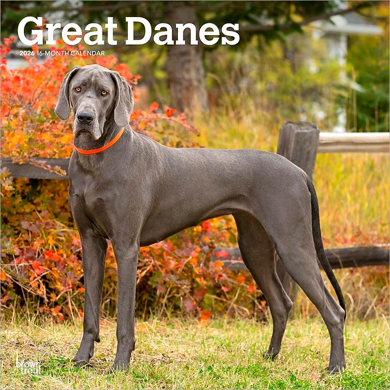 2026 BrownTrout Great Danes 12" x 12" Monthly Wall Calendar (9798330703524) image 1
