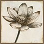 Amanti Art Sepia Lotus Blossom II by Patricia Pinto Framed Canvas Wall Art Print, 30" x 30" (A42678299854)~#|#~69C76AF6-B5D1-42B8-8980192D4A08BA10_sc7
