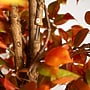 Nearly Natural 10' Autumn Ficus Artificial Fall Tree (T4769)~#|#~69E279C2-E551-4AAC-9A01D79803BC6A16_sc7