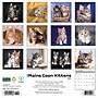 2026 Willow Creek Maine Coon Kittens 12" x 12" Monthly Wall Calendar (51856)~#|#~69EE6651-7528-4E18-AF87D7BEFAB4AC19_sc7