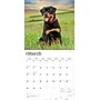 2026 BrownTrout Rottweilers 12" x 12" Monthly Wall Calendar (9798330705399)~#|#~6A3DC90C-898F-4266-B40566AA87814E71_sc7
