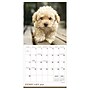 2027 TF Publishing Puppies 7" x 7" Monthly Wall Calendar, Multicolored (27-2007)~#|#~6A42C09F-E8AE-4560-B88F66DAC93A93C4_sc7
