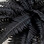 Nearly Natural Artificial Halloween Black Boston Fern - Set of 2, 40", 2/Set (P2197-S2)~#|#~6A5AA6FF-523F-49CE-96767746703F9E0B_sc7