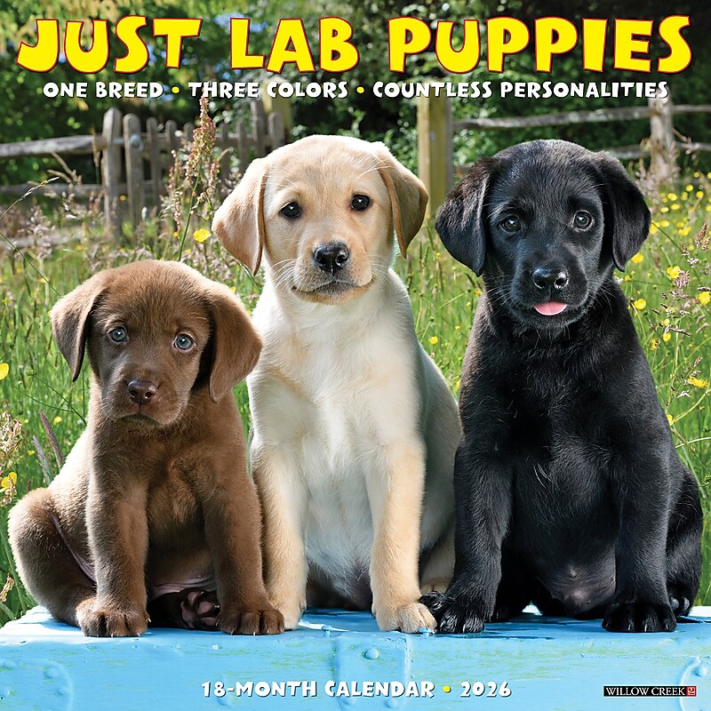 2026 Willow Creek Lab Puppies 12" x 12" Monthly Wall Calendar (51719) image 1