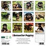 2027 Willow Creek Rottweiler Puppies 12" x 12" Monthly Wall Calendar, Assorted Colors (62098)~#|#~6A740F06-0721-4EC2-A7574341AF1D01CB_sc7