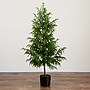 Nearly Natural Artificial Norfolk Pine Tree, 5' (T4709)~#|#~6A7AA68C-3F94-4B65-853E091192C34E1C_sc7