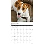 2026 Willow Creek Jack Russells 12" x 12" Monthly Wall Calendar (51627)~#|#~6AFDBD0B-ABC2-4D8C-BE5213A1DF0C56D9_sc7