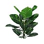 Monarch Specialties Inc. Dieffenbachia Tree in Pot (I 9519)~#|#~6B04DCFD-CD1D-448D-B7C8EA631664F1FB_sc7