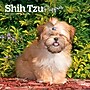 2027 BrownTrout Shih Tzu Puppies 7" x 7" Monthly Wall Calendar (9798330710089)~#|#~6B5CACFA-6D73-4CE3-A83450199214E0D0_sc7