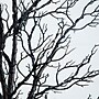 Nearly Natural Pre-Lit Halloween Minimalist Twig Artificial Fall Tree, 7' (T5162)~#|#~6B644F0F-B475-4965-87BE62BAF55F148E_sc7