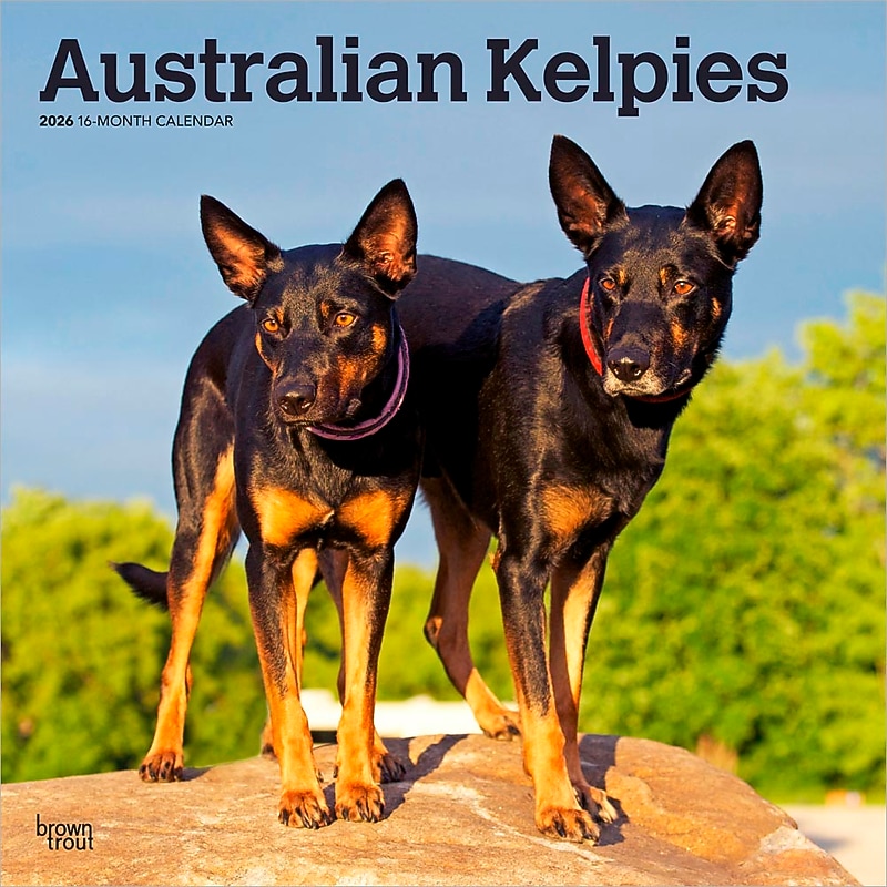 2026 BrownTrout Australian Kelpies 12" x 12" Monthly Wall Calendar (9798330702206) image 1