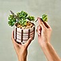Lifelines FlowCrafts: Cord-Wrapped Planters (167005)~#|#~6BF1B5AD-93D5-4CAB-A90F5EBB489108FE_sc7