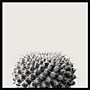 Amanti Art Haze Cactus Succulent by The Creative Bunch Studio Wood Framed Wall Art Print, 33" x 33" (A42675345780)~#|#~6C0C6F3E-5405-4FA0-8D828D50589EB5CD_sc7