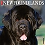 2027 Willow Creek Newfoundlands 12" x 12" Monthly Wall Calendar (61510)~#|#~6C12DE2B-2812-4715-913EC4F33245B1C5_sc7