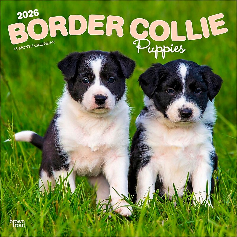 2026 BrownTrout Border Collie Puppies 12" x 12" Monthly Wall Calendar (9798330702541) image 1