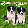 2026 BrownTrout Border Collie Puppies 12" x 12" Monthly Wall Calendar (9798330702541)~#|#~6C35AC07-B576-4DA5-A5611E7BA6511D04_sc7