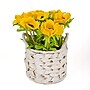 National Tree Company 10" Yellow Anemone Flower Bouquet in White Basket (MT81-01626GYW-1)~#|#~6C5F9371-5799-4DA5-BB402848988C32D4_sc7