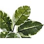 Monarch Specialties Inc. Rubber Tree in Pot (I 9513)~#|#~6C6B16E1-052C-4E33-A7EBBEDCCF00F789_sc7