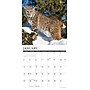 2026 Willow Creek Rocky Mountain Wildlife 12" x 12" Monthly Wall Calendar (52594)~#|#~6C87E1B2-6DE6-4166-AE2E95A2AEAE7011_sc7