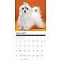 2026 Willow Creek Maltese 12" x 12" Monthly Wall Calendar (51870)~#|#~6CABC73A-5E06-42A0-95296F9234824B0E_sc7