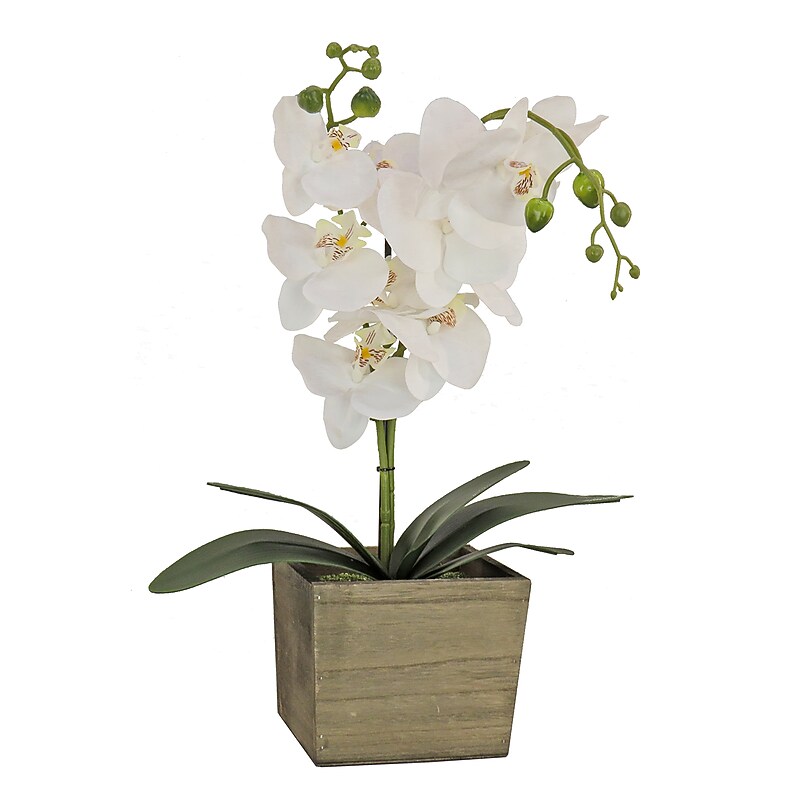 National Tree Company 21" White Orchid Flower in Wood Box (MT81-PH0354PWH) image 1