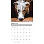 2026 Willow Creek Whippets 12" x 12" Monthly Wall Calendar (53232)~#|#~6D0FC6FF-3B2B-44B2-A4AFD3D32561EFB7_sc7