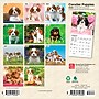 2026 BrownTrout Cavalier King Charles Spaniel Puppies 7" x 7" Monthly Wall Calendar (9798330702800)~#|#~6D66A308-6FB4-419C-9F40A95AFD5728E0_sc7