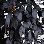 Nearly Natural Artificial Halloween Black Ficus Tree, 6' (T5137)~#|#~6DA711CD-1826-4828-A9B4FFD0CDB6A417_sc7