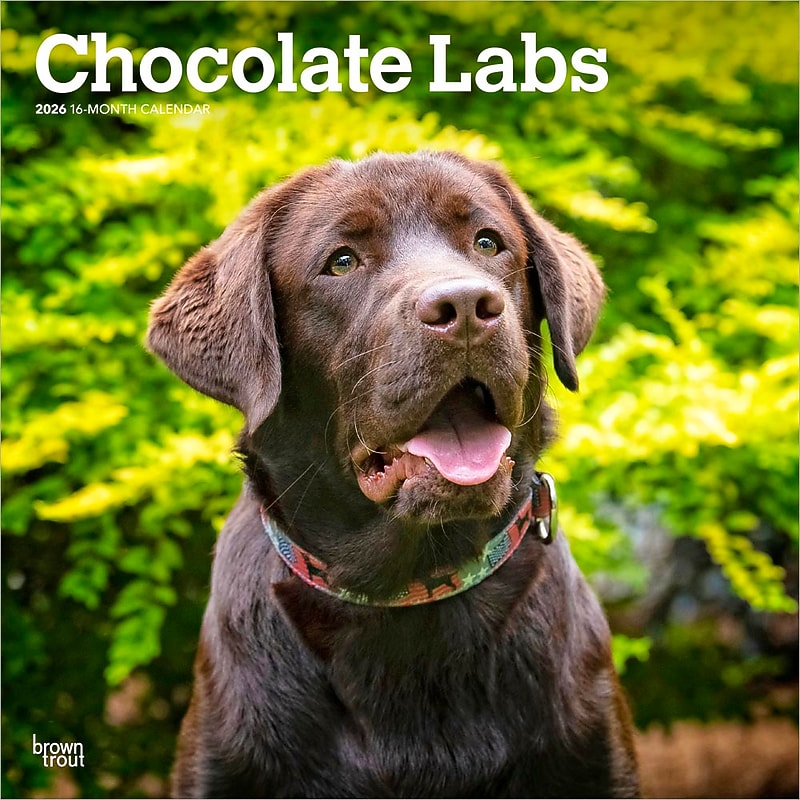 2026 BrownTrout Chocolate Labrador Retrievers 12" x 12" Monthly Wall Calendar (9798330704255) image 1