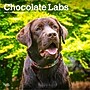 2026 BrownTrout Chocolate Labrador Retrievers 12" x 12" Monthly Wall Calendar (9798330704255)~#|#~6DD18B76-30E7-4D58-BCE4F5225663E786_sc7