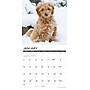 2027 Willow Creek Goldendoodles  12" x 12" Monthly Wall Calendar (60469)~#|#~6E09A555-789F-4FE7-B4F04FDB274C7421_sc7