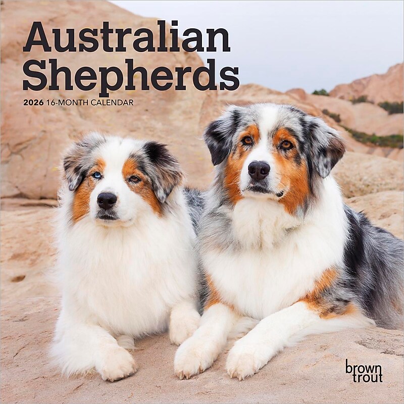 2026 BrownTrout Australian Shepherds 7" x 7" Monthly Wall Calendar (9798330702213) image 1