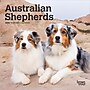 2026 BrownTrout Australian Shepherds 7" x 7" Monthly Wall Calendar (9798330702213)~#|#~6E162A57-9E44-47DE-B749130FEA614DB7_sc7
