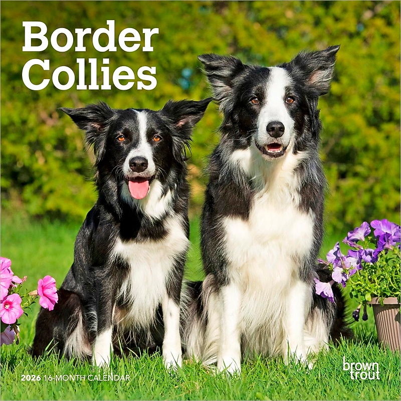 2026 BrownTrout Border Collies 7" x 7" Monthly Wall Calendar (9798330702558) image 1