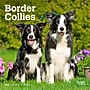 2026 BrownTrout Border Collies 7" x 7" Monthly Wall Calendar (9798330702558)~#|#~6E38147A-A46D-4913-905407E3F53E86AC_sc7