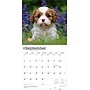 2026 BrownTrout Cavalier King Charles Spaniel Puppies 12" x 12" Monthly Wall Calendar (9798330702817)~#|#~6E44039A-6106-42CA-9CFFC2625957FF8F_sc7