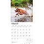 2026 BrownTrout American Pit Bull Terriers 12" x 12" Monthly Wall Calendar (9798330702091)~#|#~6E6A29FE-3306-4DD7-AC9B1CF9E7B784C6_sc7