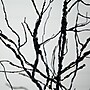Nearly Natural 6' Pre-Lit Halloween Deluxe Black Twig Artificial Fall Tree with 156 Orange and Purple LED Lights (T4759)~#|#~35ADAF90-81BE-427A-BA3AF6F0C4F84A0A_sc7
