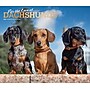2025-browntrout-for-the-love-of-dachshunds-7-x-12-monthly-deluxe-wall