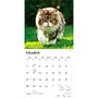 2027 BrownTrout Maine Coon Cats 12" x 12" Monthly Wall Calendar (9798330711819)~#|#~6EF3A71D-6F9E-4AB0-BAC2651892FE87CD_sc7
