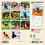 2026 BrownTrout German Shepherds 7" x 7" Monthly Wall Calendar (9798330707690)~#|#~6F03D539-2E64-4F6A-9DCE5B1A65959B4D_sc7