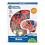 Learning Resources Brain Anatomy Model (LER3335)~#|#~6F11B7CE-291C-41C4-A79F22233F0192A8_sc7