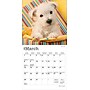 2026 BrownTrout West Highland White Terrier Puppies 7" x 7" Monthly Wall Calendar (9798330706259)~#|#~6F360444-32B4-424C-831C59CC3397B5EA_sc7