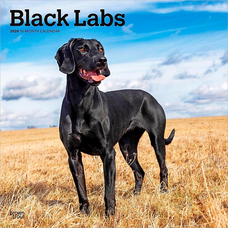2026 BrownTrout Black Labrador Retrievers 12" x 12" Monthly Wall Calendar (9798330704248) image 1