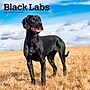 2026 BrownTrout Black Labrador Retrievers 12" x 12" Monthly Wall Calendar (9798330704248)~#|#~6F678875-1A80-4039-9E9271885EA06131_sc7
