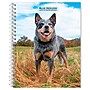 2026 BrownTrout Blue Heelers 6.5" x 7.75" Weekly Planner (9798330702503)~#|#~6FCBE6A2-613F-4BDA-8E66B7C781AC71D5_sc7